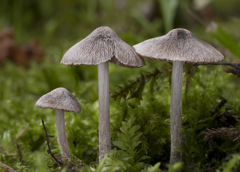 Entoloma araneosum